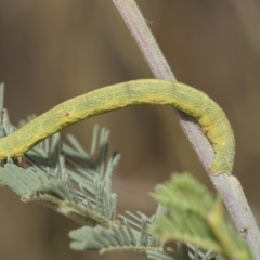 Geometridae (family) IMMATURE at Weetangera, ACT - 26 Feb 2019