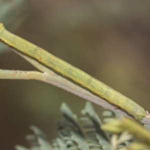 Geometridae (family) IMMATURE at Weetangera, ACT - 26 Feb 2019