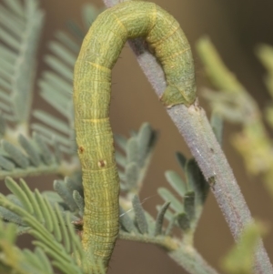 Geometridae (family) IMMATURE at Weetangera, ACT - 26 Feb 2019