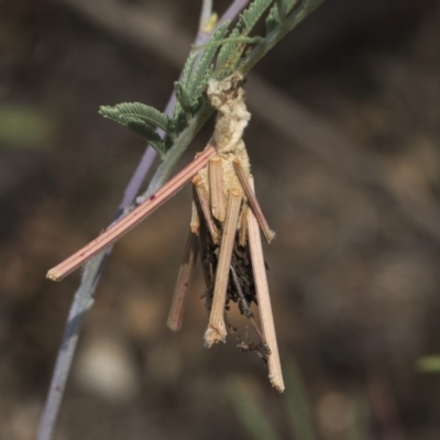 Psychidae (family) IMMATURE (Unidentified case moth or bagworm) at Weetangera, ACT - 26 Feb 2019 by AlisonMilton