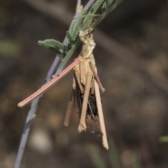 Psychidae (family) IMMATURE (Unidentified case moth or bagworm) at Weetangera, ACT - 25 Feb 2019 by AlisonMilton