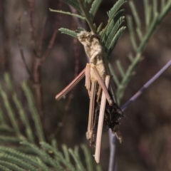 Psychidae (family) IMMATURE at Weetangera, ACT - 26 Feb 2019 10:03 AM