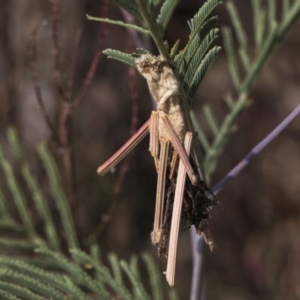 Psychidae (family) IMMATURE at Weetangera, ACT - 26 Feb 2019 10:03 AM