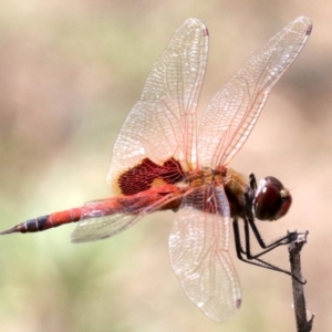 Tramea loewii at Mogo, NSW - 26 Feb 2019 01:19 PM