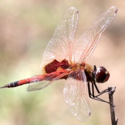 Tramea loewii (Common Glider) at Mogo, NSW - 26 Feb 2019 by jbromilow50