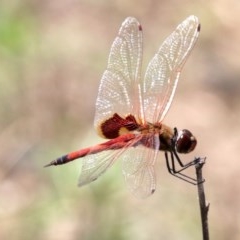 Tramea loewii at Mogo, NSW - 26 Feb 2019 01:19 PM