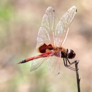 Tramea loewii at Mogo, NSW - 26 Feb 2019 01:19 PM