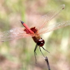 Tramea loewii at Mogo, NSW - 26 Feb 2019 01:19 PM