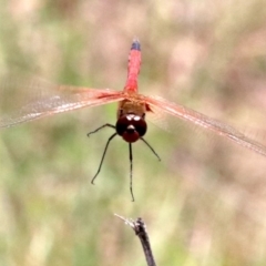 Tramea loewii at Mogo, NSW - 26 Feb 2019 01:19 PM