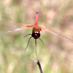 Tramea loewii at Mogo, NSW - 26 Feb 2019 01:19 PM