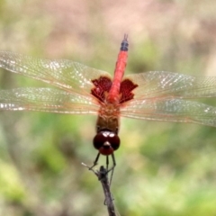 Tramea loewii at Mogo, NSW - 26 Feb 2019