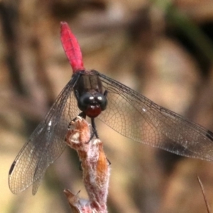 Orthetrum villosovittatum at Mogo, NSW - 26 Feb 2019 01:29 PM