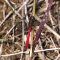 Orthetrum villosovittatum at Mogo, NSW - 26 Feb 2019 01:29 PM