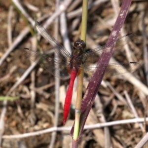 Orthetrum villosovittatum at Mogo, NSW - 26 Feb 2019 01:29 PM