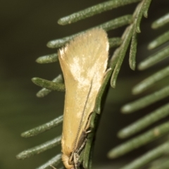 Telocharacta metachroa (A concealer moth) at The Pinnacle - 25 Feb 2019 by AlisonMilton