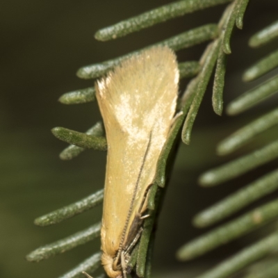 Telocharacta metachroa (A concealer moth) at The Pinnacle - 25 Feb 2019 by AlisonMilton