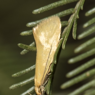 Telocharacta metachroa (A concealer moth) at Weetangera, ACT - 26 Feb 2019 by AlisonMilton