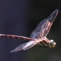 Adversaeschna brevistyla (Blue-spotted Hawker) at Mogo, NSW - 26 Feb 2019 by jbromilow50