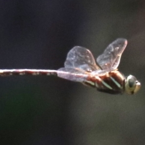 Adversaeschna brevistyla at Mogo, NSW - 26 Feb 2019