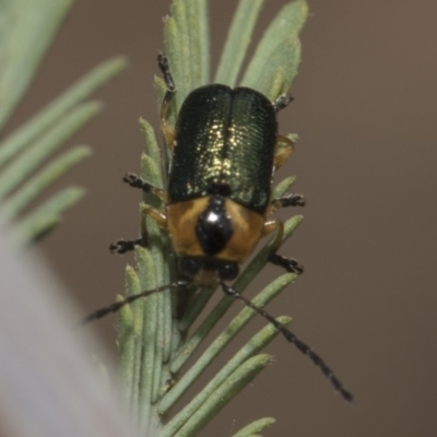 Aporocera (Aporocera) consors (A leaf beetle) at The Pinnacle - 25 Feb 2019 by AlisonMilton