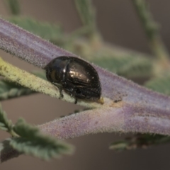 Ditropidus sp. (genus) (Leaf beetle) at Weetangera, ACT - 25 Feb 2019 by AlisonMilton