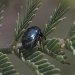 Ditropidus sp. (genus) (Leaf beetle) at Weetangera, ACT - 25 Feb 2019 by AlisonMilton