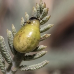 Calomela sp. (genus) (Acacia leaf beetle) at The Pinnacle - 25 Feb 2019 by AlisonMilton