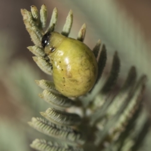 Calomela sp. (genus) at Weetangera, ACT - 26 Feb 2019