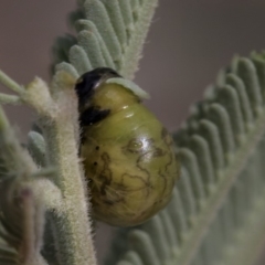 Calomela sp. (genus) at Weetangera, ACT - 26 Feb 2019