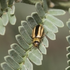 Monolepta froggatti (Leaf beetle) at The Pinnacle - 25 Feb 2019 by AlisonMilton