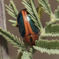 Calomela curtisi (Acacia leaf beetle) at The Pinnacle - 25 Feb 2019 by AlisonMilton