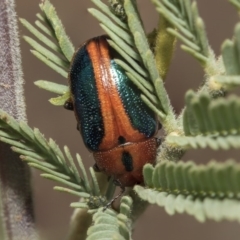 Calomela curtisi (Acacia leaf beetle) at Weetangera, ACT - 26 Feb 2019 by AlisonMilton