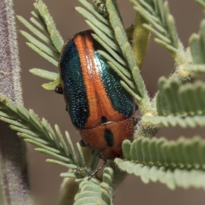 Calomela curtisi (Acacia leaf beetle) at Weetangera, ACT - 26 Feb 2019 by AlisonMilton