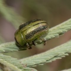 Calomela vittata (Acacia leaf beetle) at Weetangera, ACT - 26 Feb 2019 by AlisonMilton