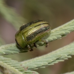 Calomela vittata (Acacia leaf beetle) at Weetangera, ACT - 25 Feb 2019 by AlisonMilton