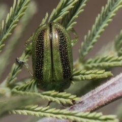 Calomela vittata at Weetangera, ACT - 26 Feb 2019 09:56 AM