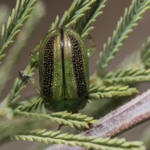 Calomela vittata at Weetangera, ACT - 26 Feb 2019 09:56 AM