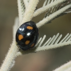 Orcus australasiae (Orange-spotted Ladybird) at The Pinnacle - 26 Feb 2019 by AlisonMilton