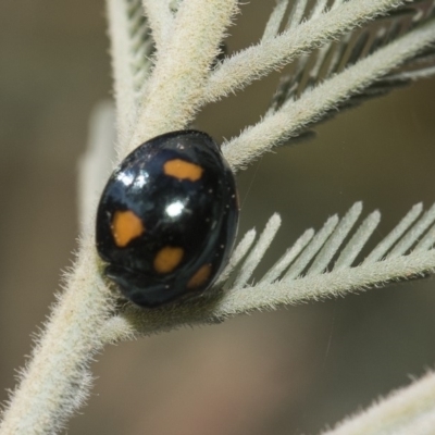 Orcus australasiae (Orange-spotted Ladybird) at The Pinnacle - 26 Feb 2019 by AlisonMilton