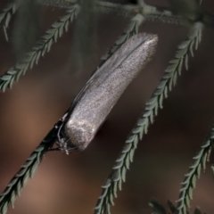 Palimmeces undescribed species near concolor at The Pinnacle - 25 Feb 2019 by AlisonMilton