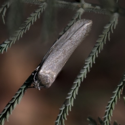 Palimmeces undescribed species near concolor at The Pinnacle - 25 Feb 2019 by AlisonMilton