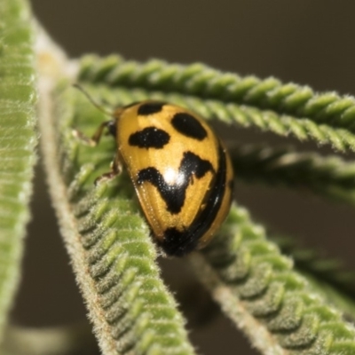 Peltoschema oceanica (Oceanica leaf beetle) at Weetangera, ACT - 26 Feb 2019 by AlisonMilton