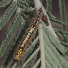 Acyphas semiochrea (Omnivorous Tussock Moth) at Weetangera, ACT - 26 Feb 2019 by AlisonMilton