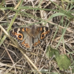 Junonia villida (Meadow Argus) at Cook, ACT - 26 Feb 2019 by AlisonMilton