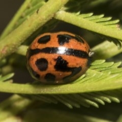 Peltoschema oceanica (Oceanica leaf beetle) at Cook, ACT - 26 Feb 2019 by AlisonMilton