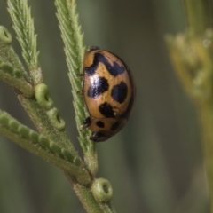 Peltoschema oceanica (Oceanica leaf beetle) at Mount Painter - 26 Feb 2019 by AlisonMilton