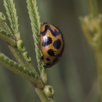 Peltoschema oceanica (Oceanica leaf beetle) at Mount Painter - 26 Feb 2019 by AlisonMilton