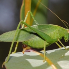 Caedicia simplex (Common Garden Katydid) at Hackett, ACT - 27 Feb 2019 by TimL