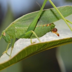 Caedicia simplex at Hackett, ACT - 27 Feb 2019 12:48 PM