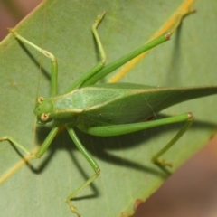 Caedicia simplex at Hackett, ACT - 27 Feb 2019 12:48 PM